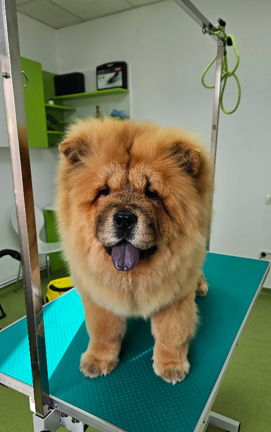 Chow Chow la grooming
